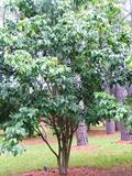 Clausena lansium